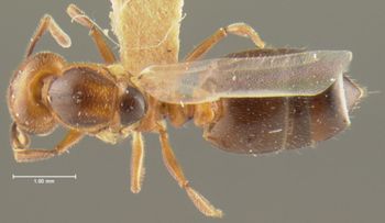 Media type: image; Entomology 20825   Aspect: habitus dorsal view